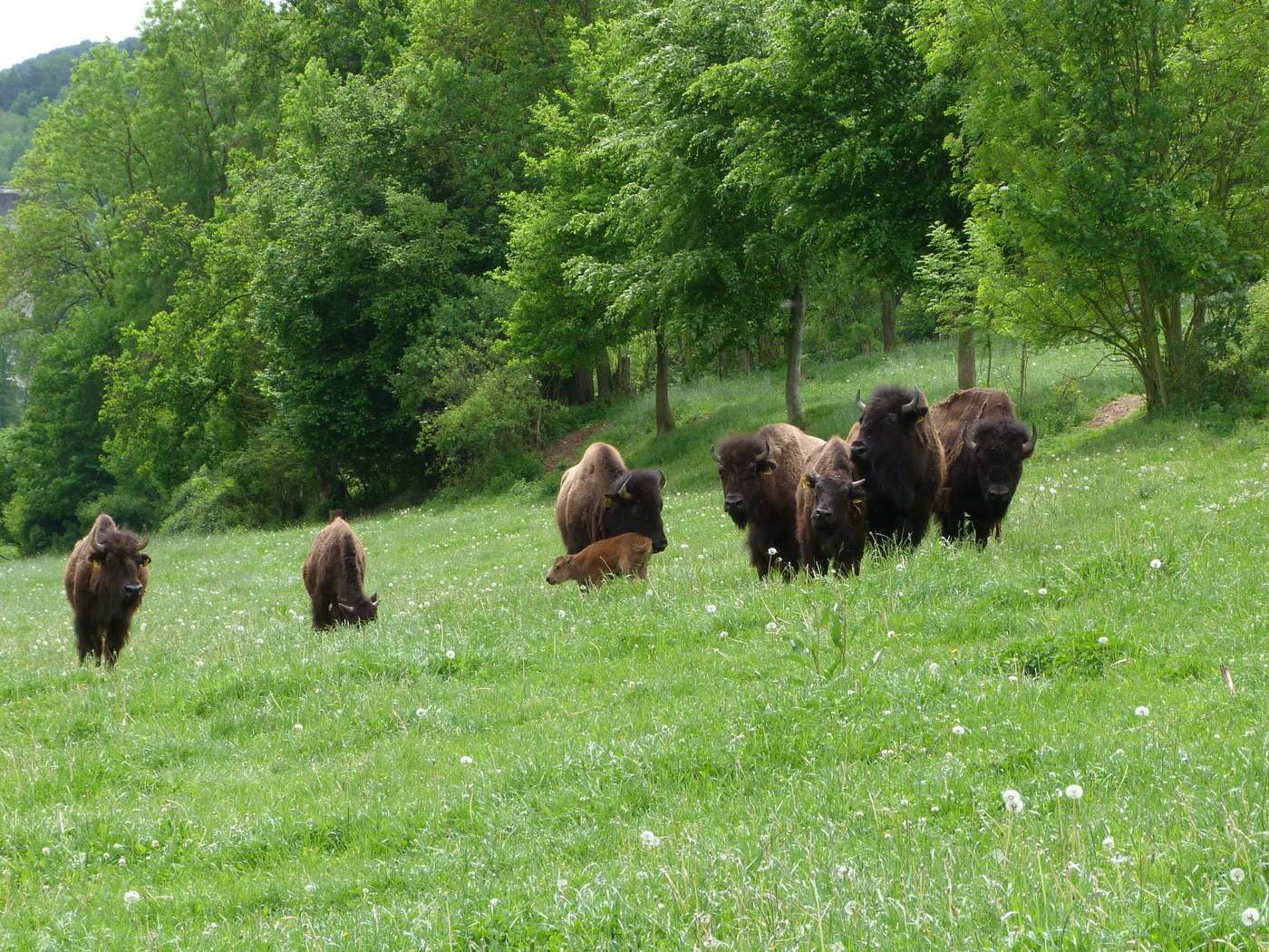 amerikanische Bison