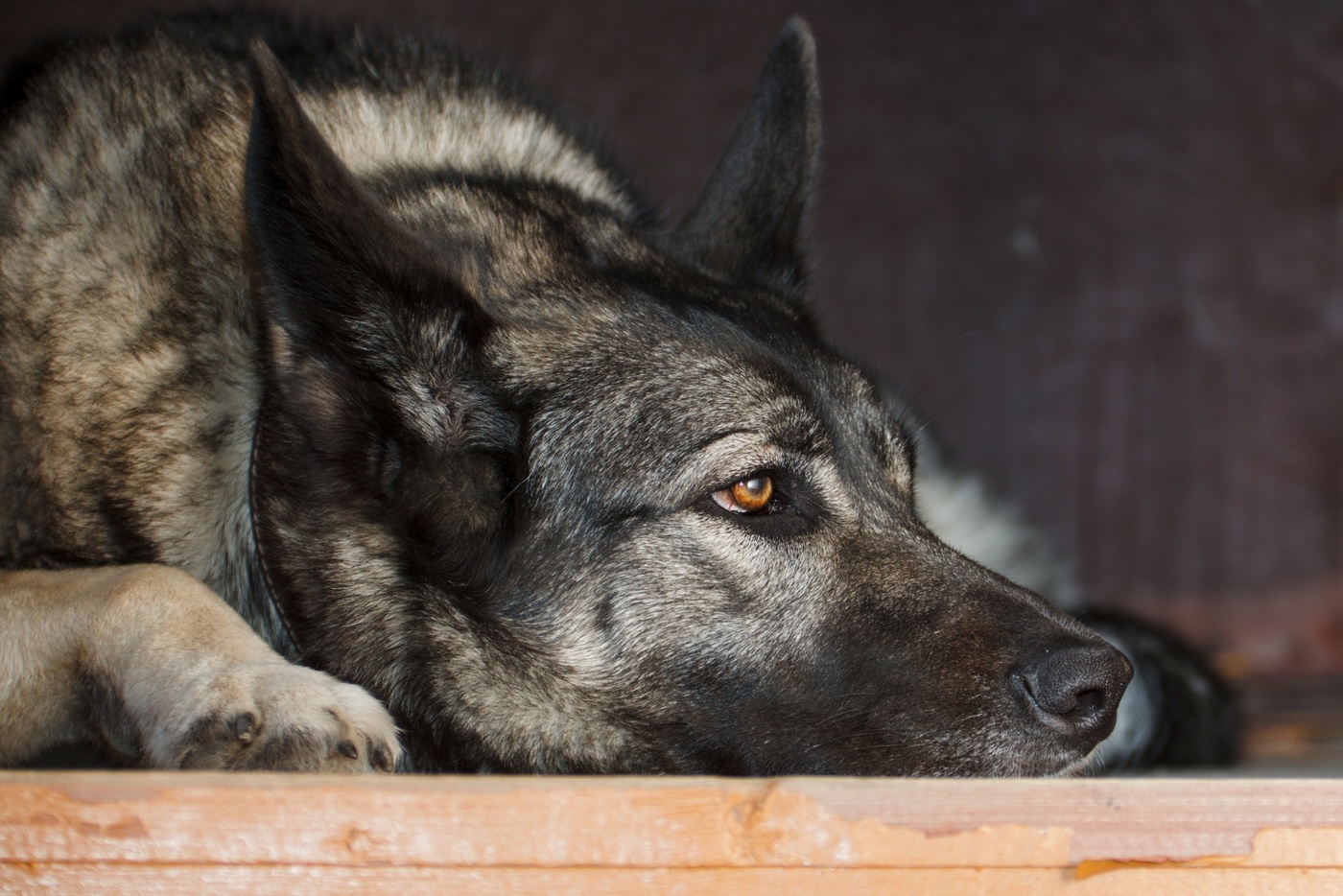 Porträt eines Hundes