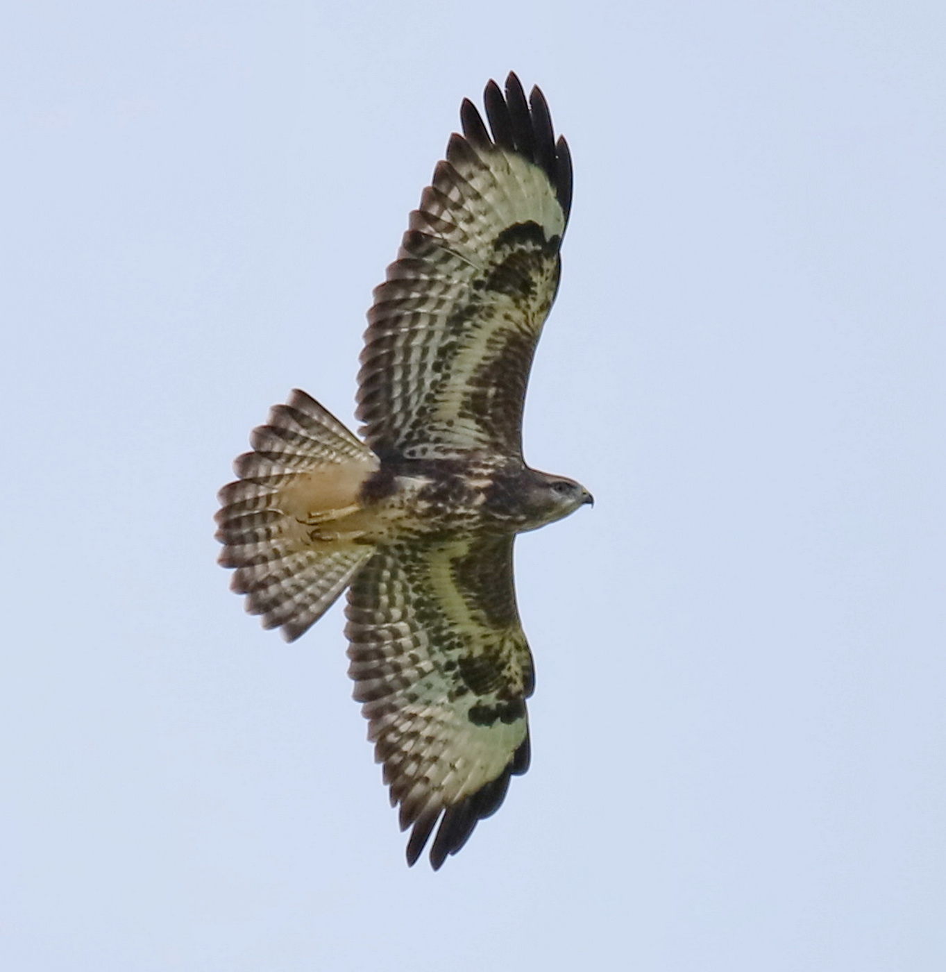 Bussard