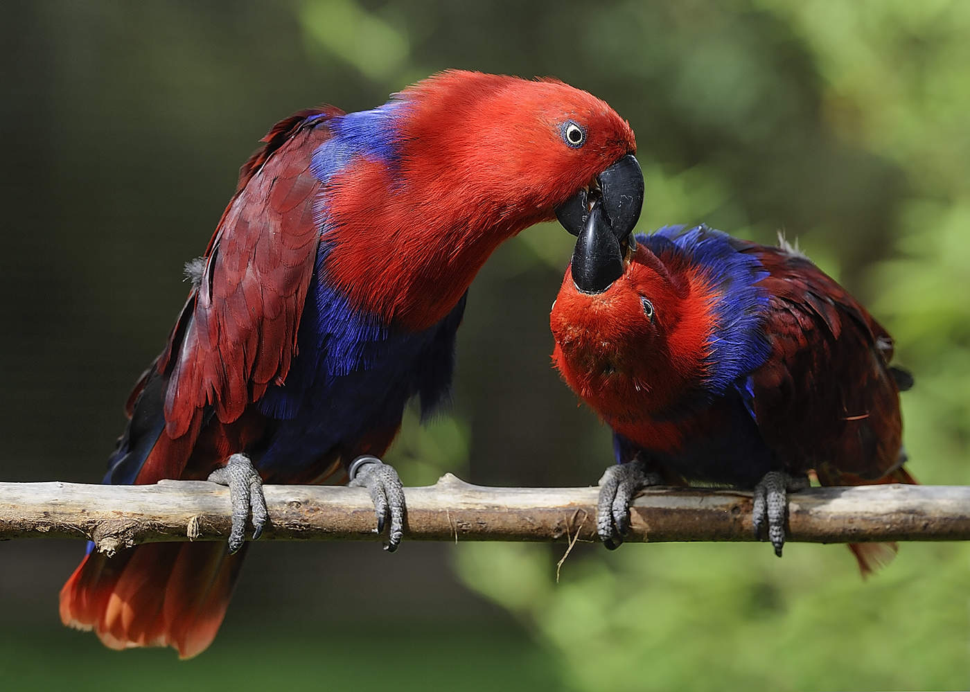 Papageien Fütterung