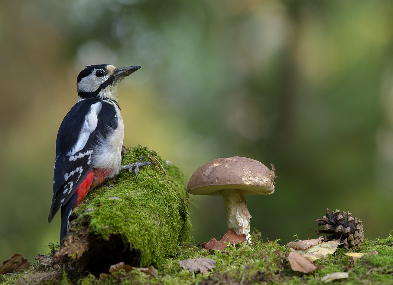 Das Bild des Waldes.