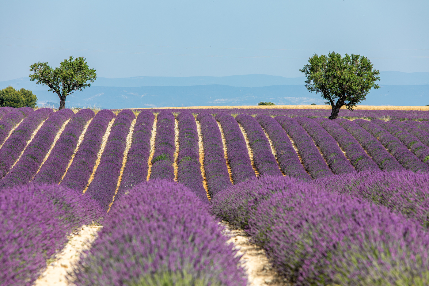 Lavendel
