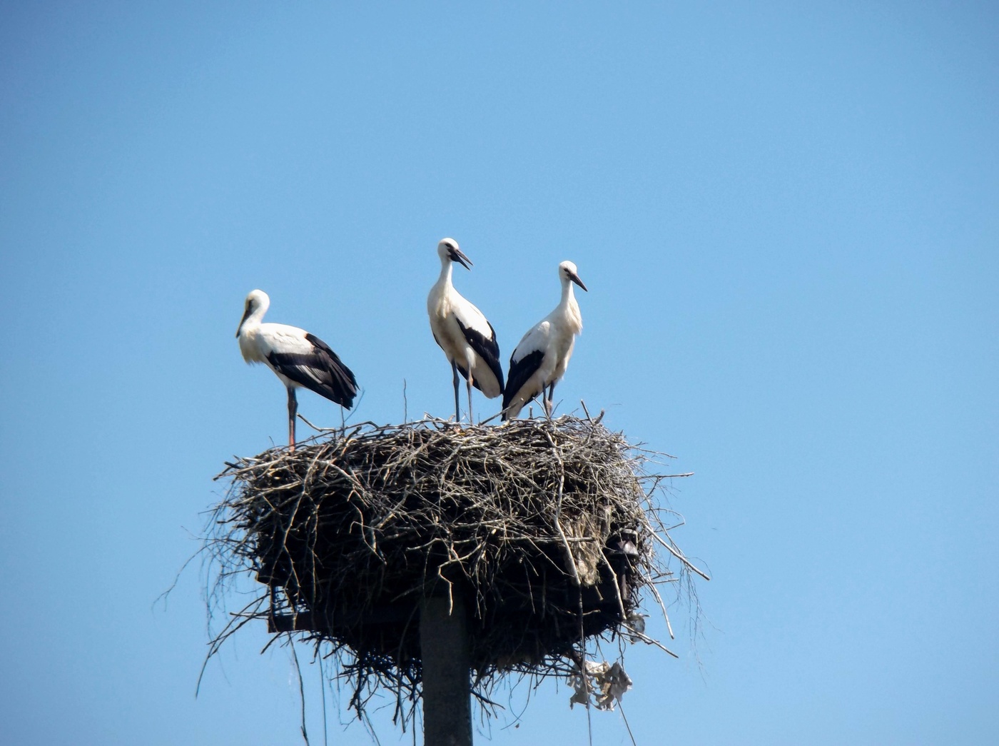 Eine Familie der Störche