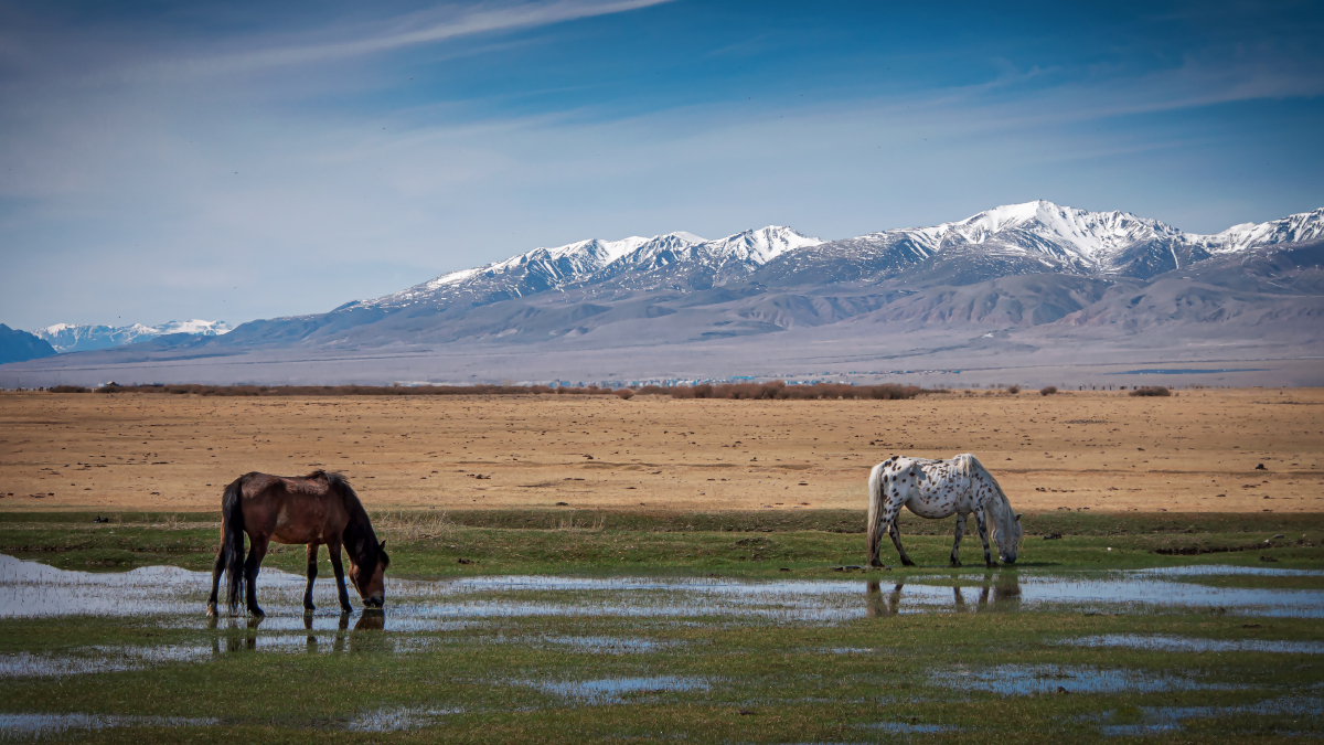 A watering hole and feeding amid snow-capped mountains .... On the right is a rare breed of horse -