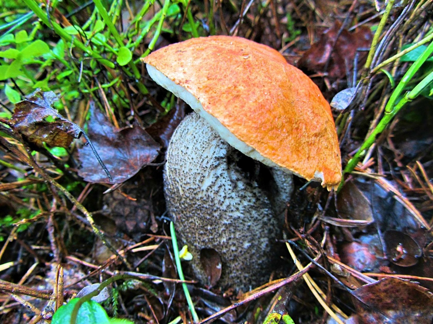 Orange-Schutzkappe Boletus