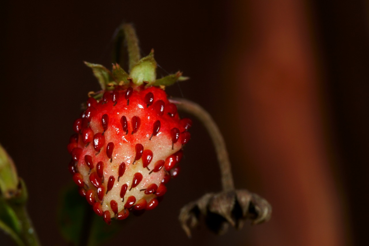 Erdbeere
