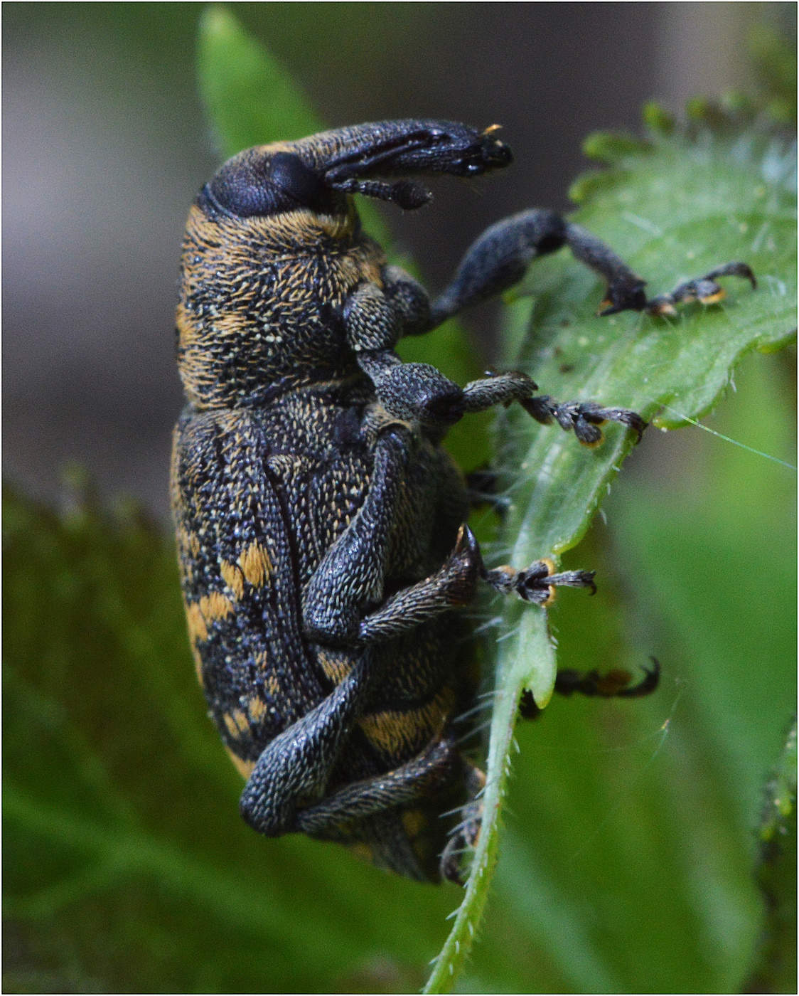 Weevil