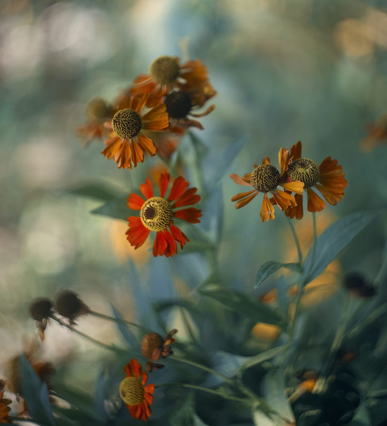 Helenium.