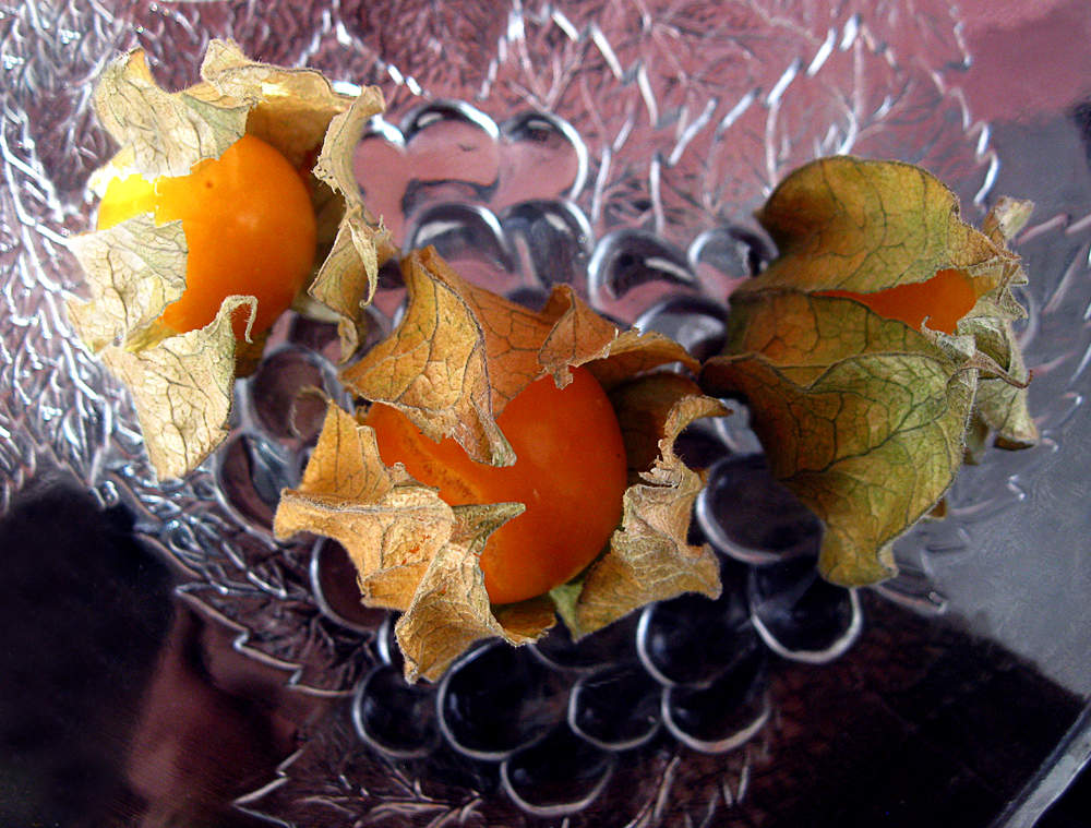 Physalis
