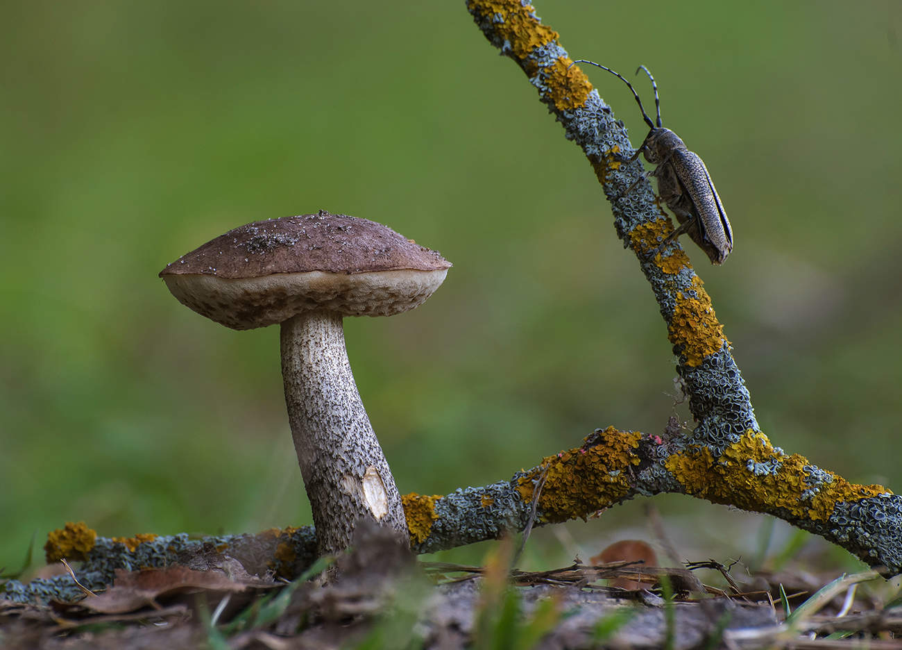 Das Bild des Waldes.