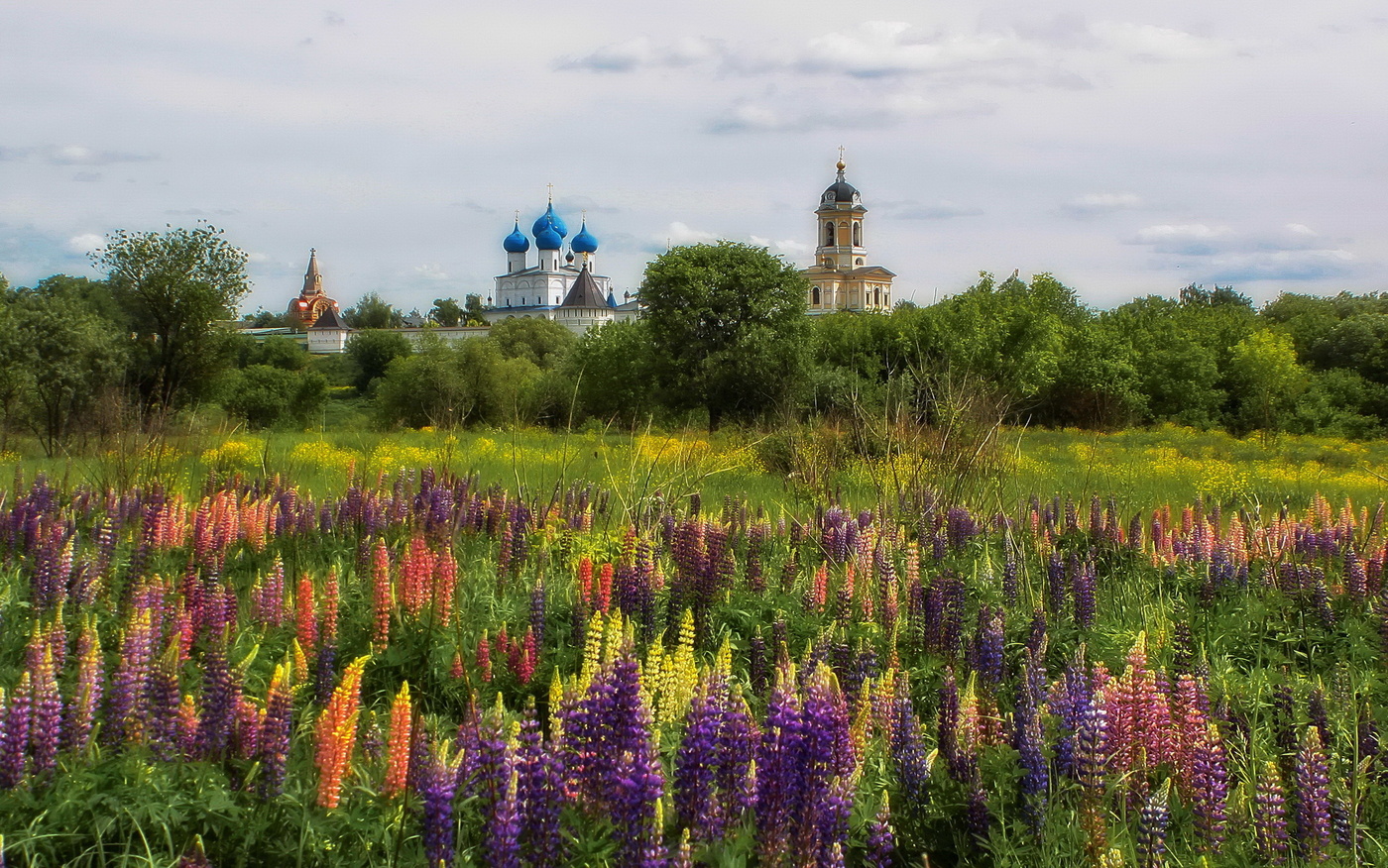 Landschaft mit Lupine