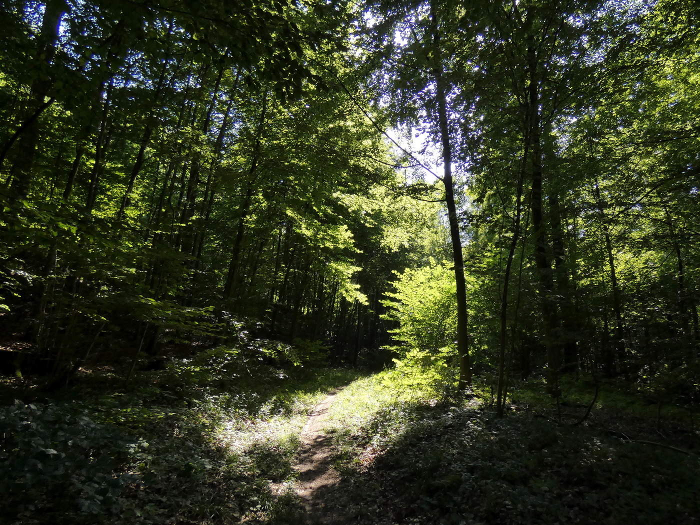 im Wald, Licht und Schatten