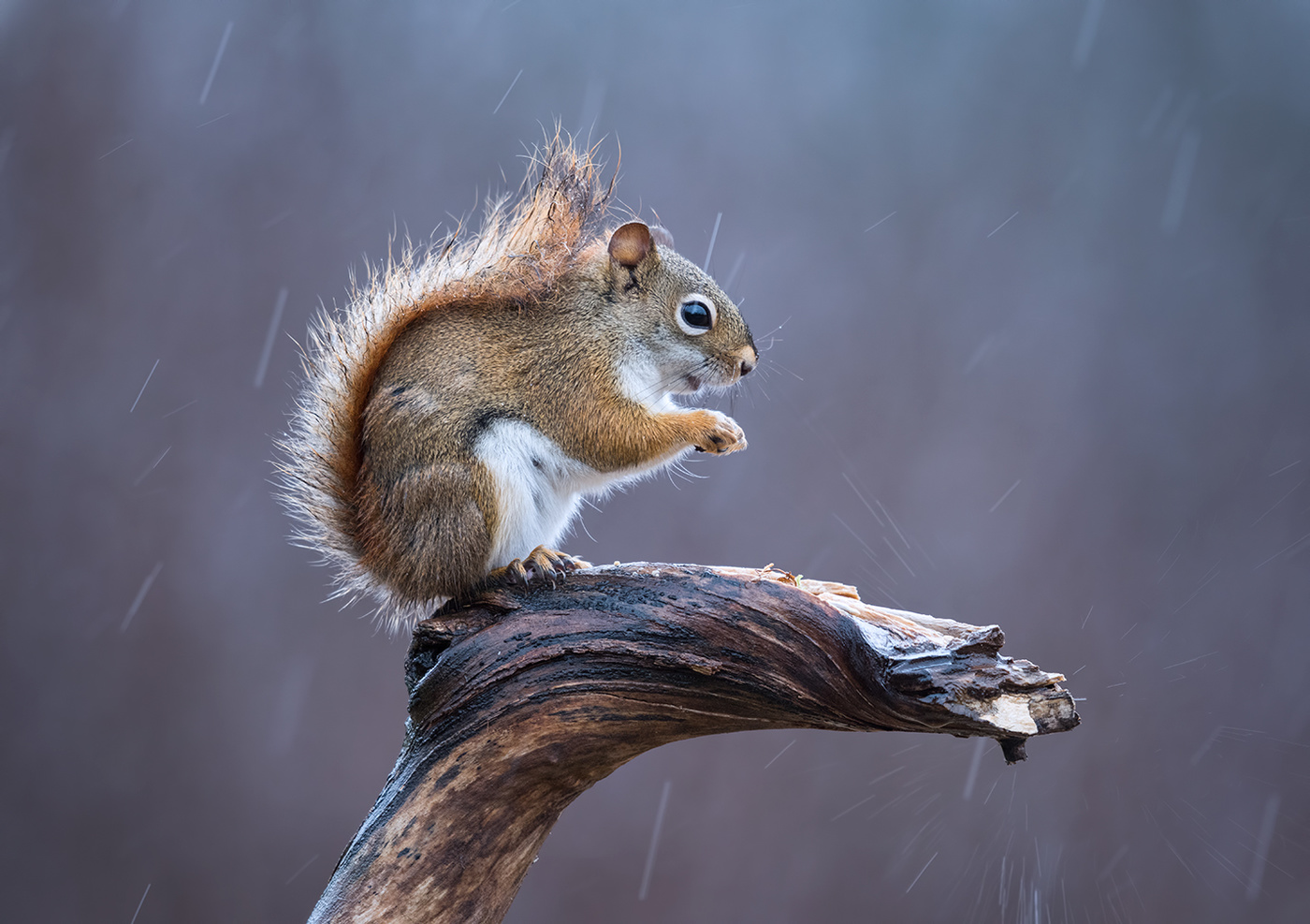 American red squirrel