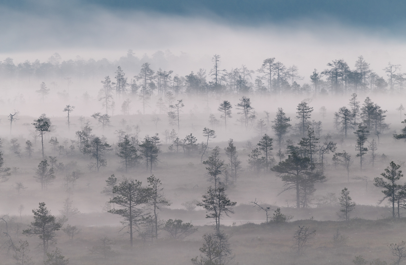 Early morning silence in a foggy marsh