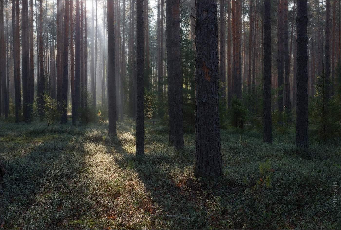 Morgen in einem Kiefernwald