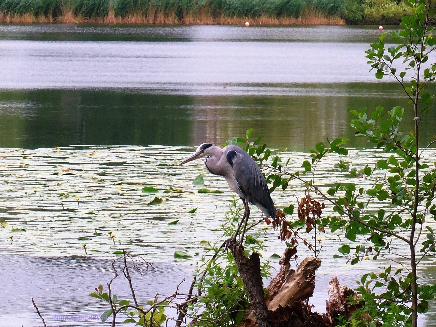 Außenmühlenteich Hamburg