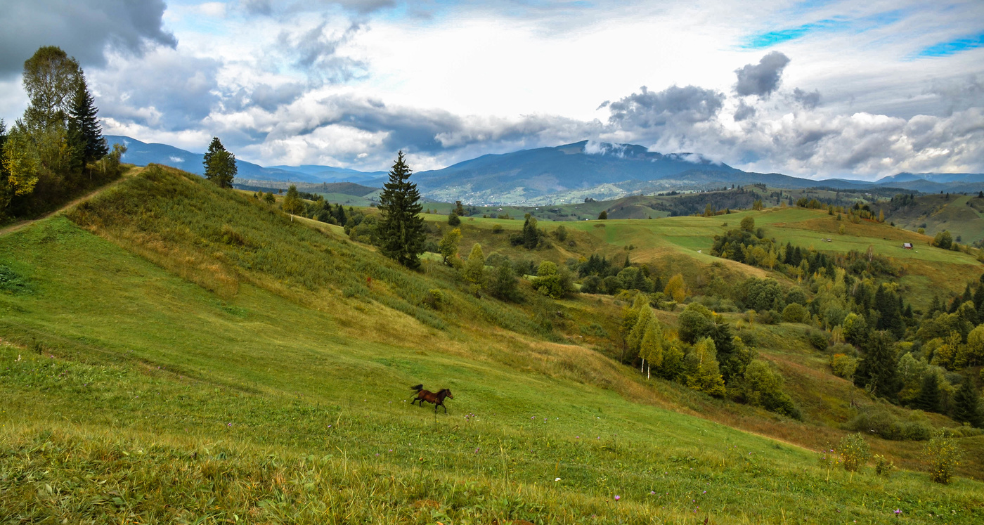 Landschaft mit Pferd