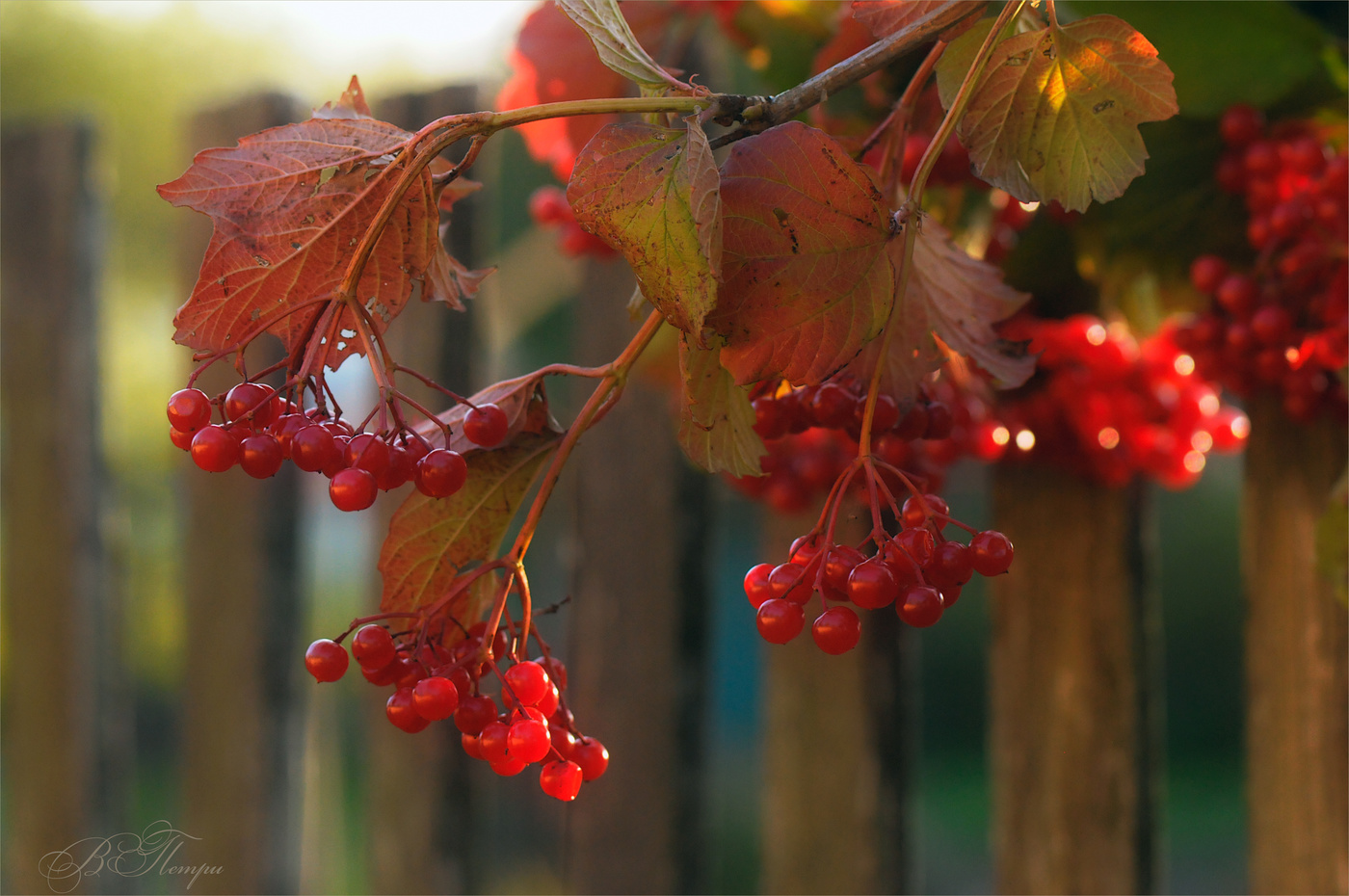 Dass der Herbst gekommen ist ....