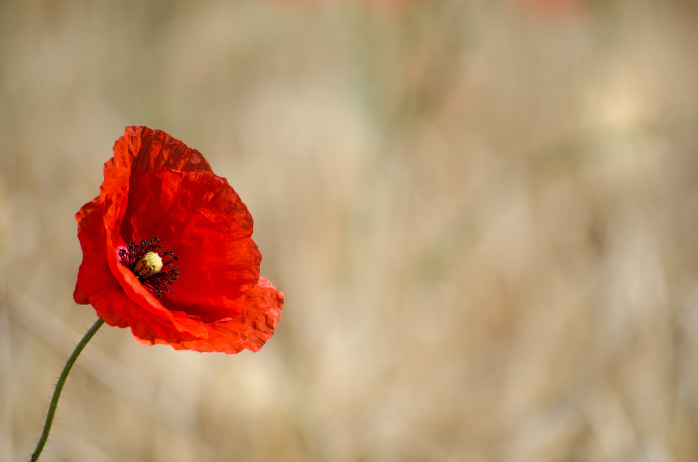 Roter Mohn