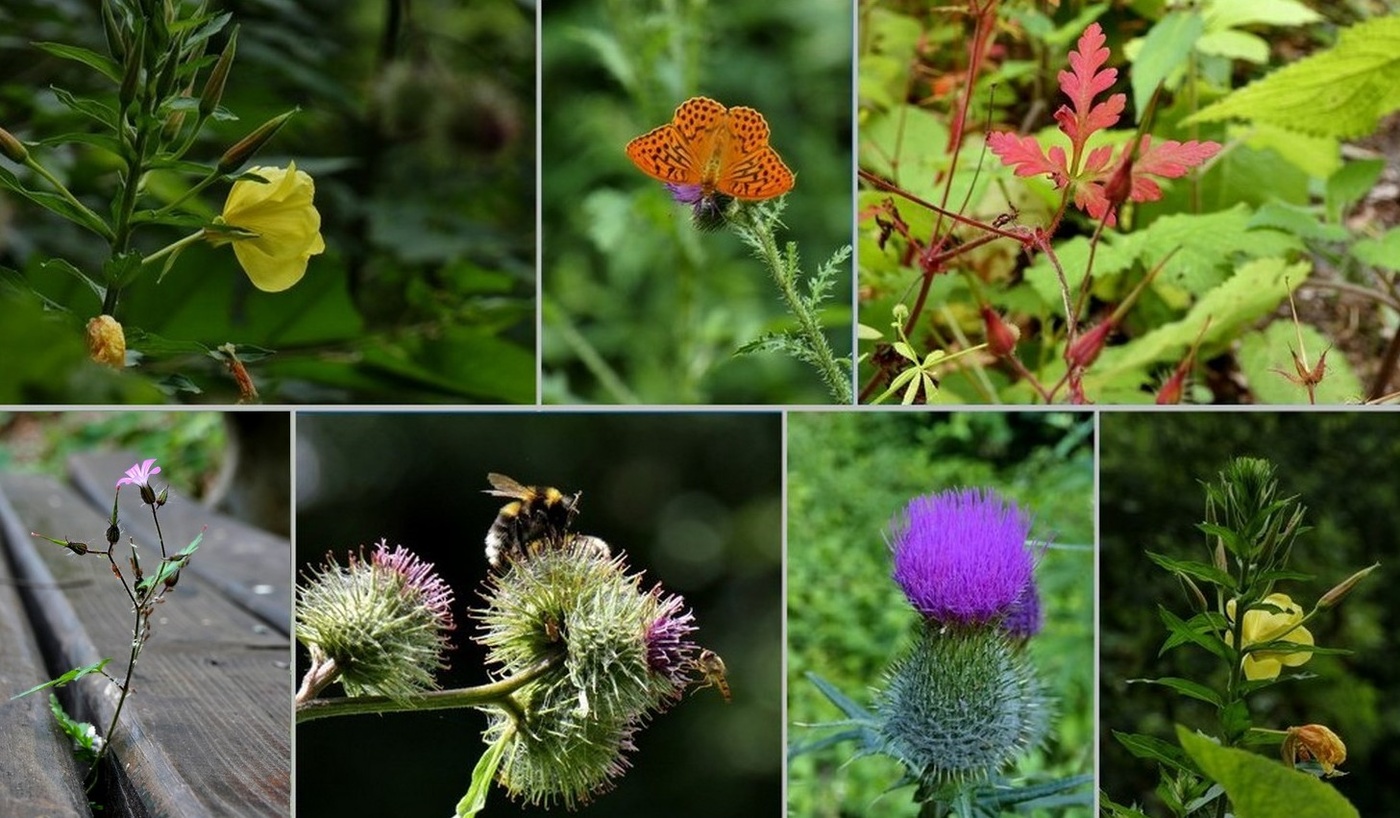 sommerliche Sammlung