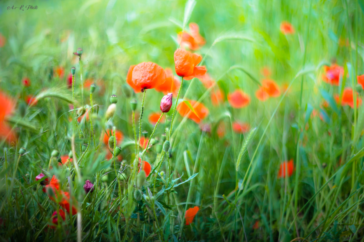 Mohn im Feld