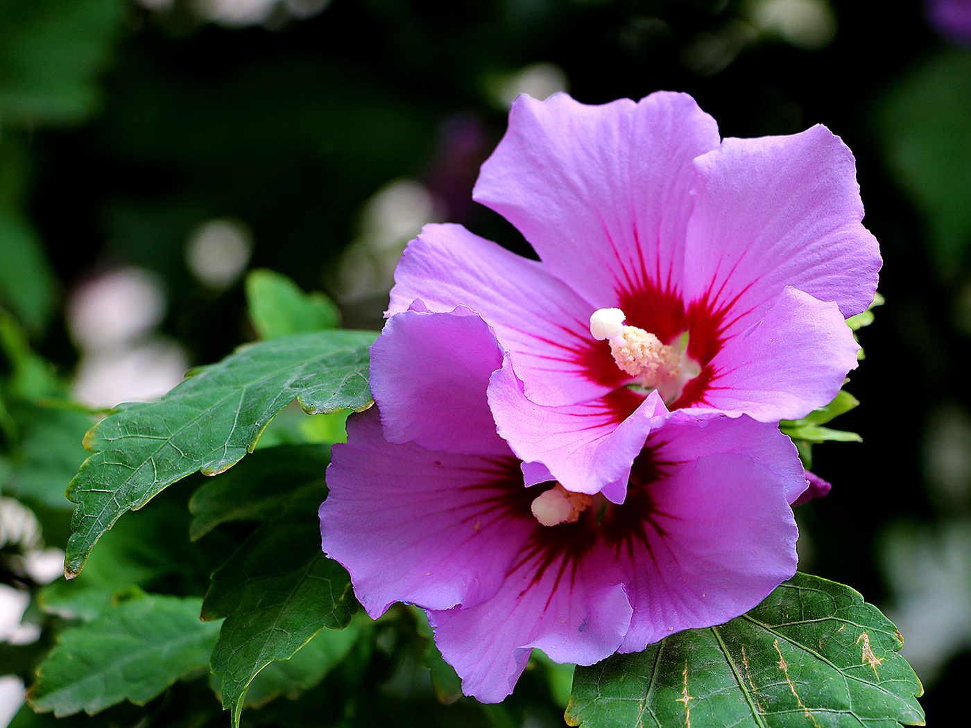 für immer zusammen ...