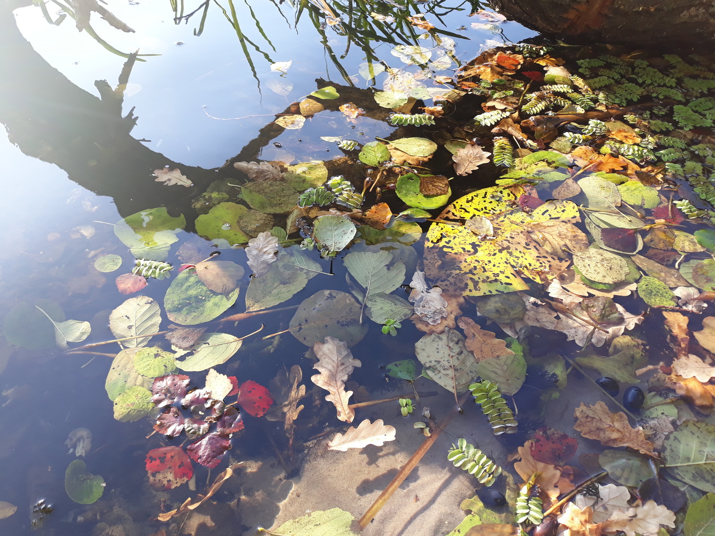 Reflexion der Herbst