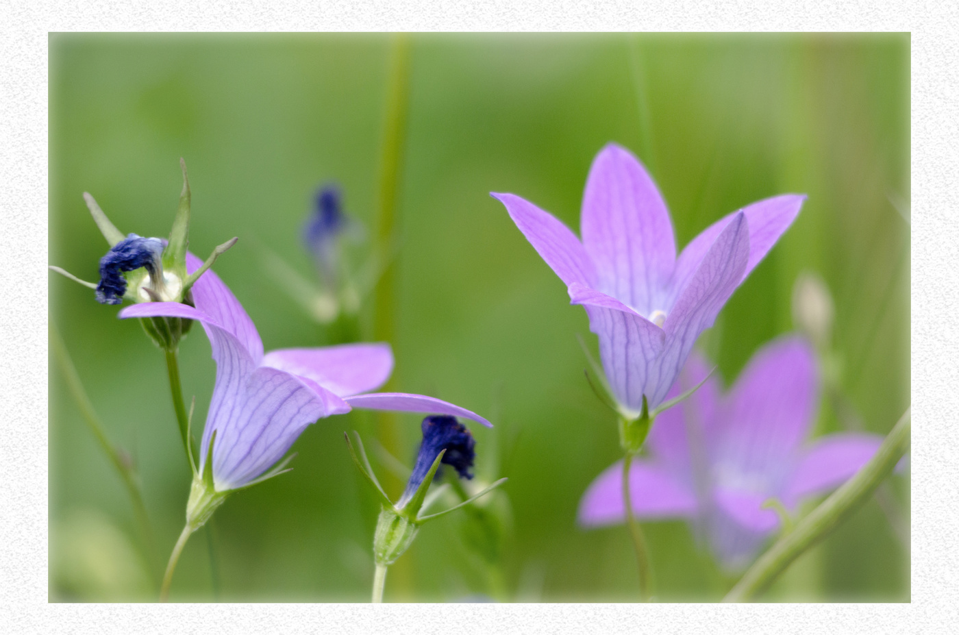 Gefunden in einer Wildwiese