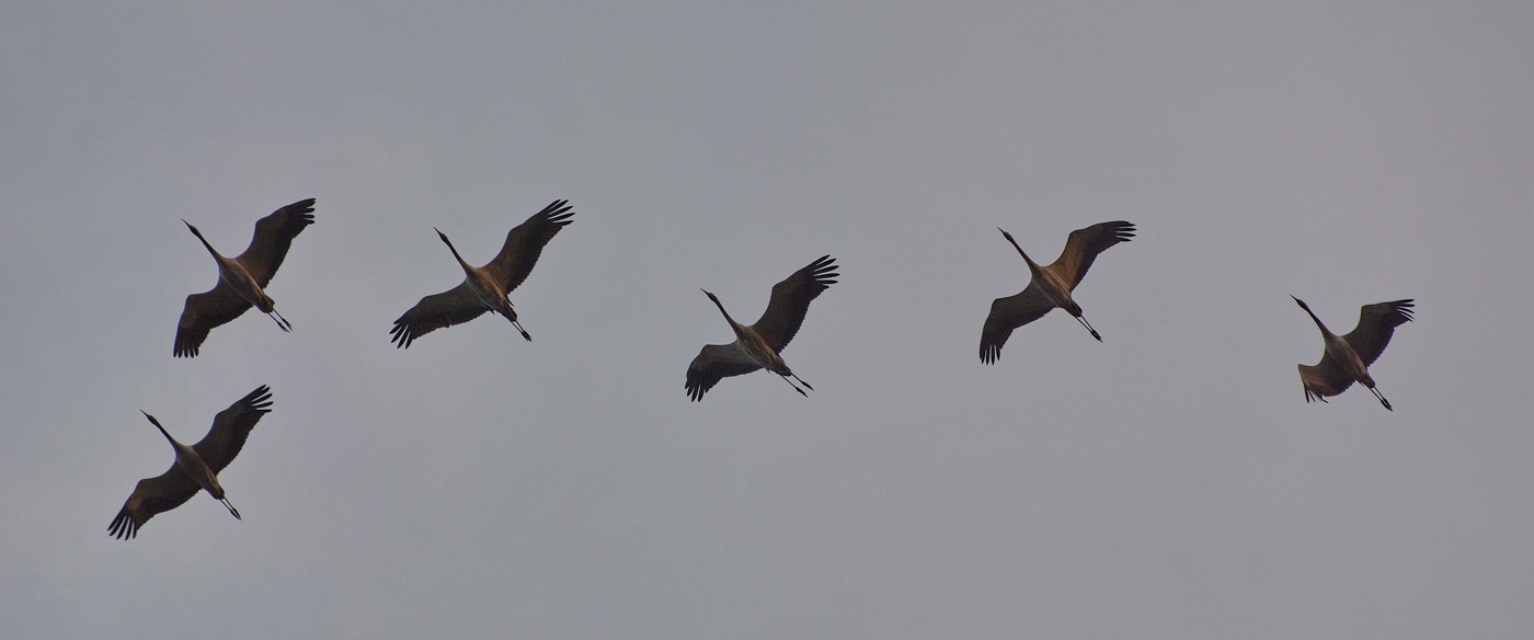 Wenn die Kraniche ziehen