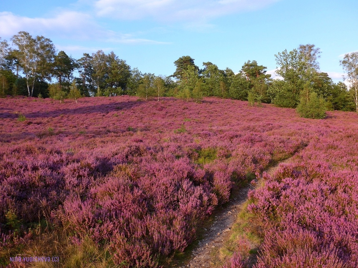 Fischbeker Heide Hamburg