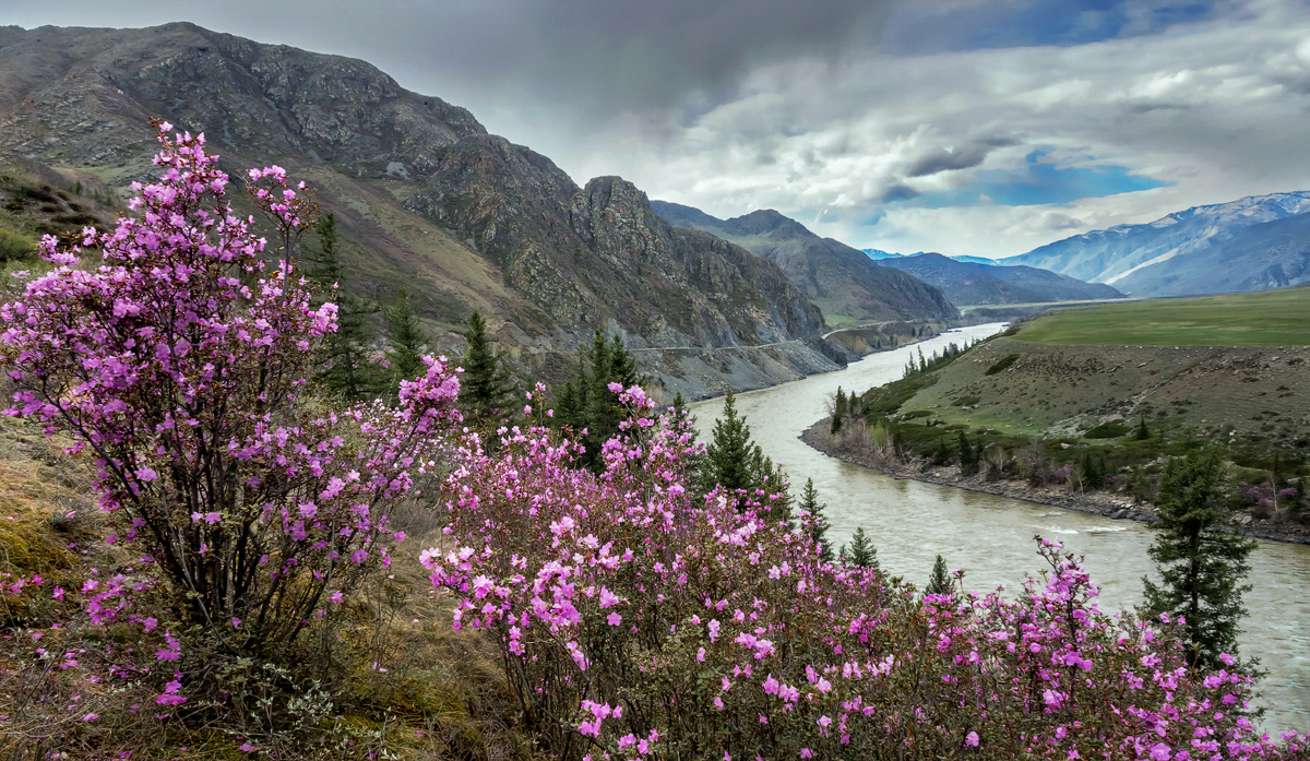 Spring ... Maralnik (Rhododendron of Ledebour) bloomed in the mountains ...