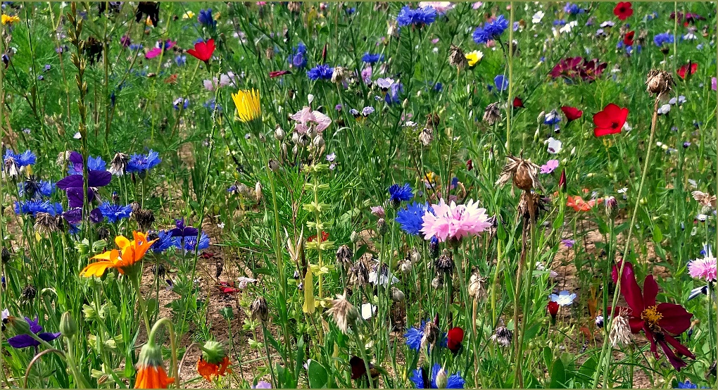 Erinnerung an Sommer.