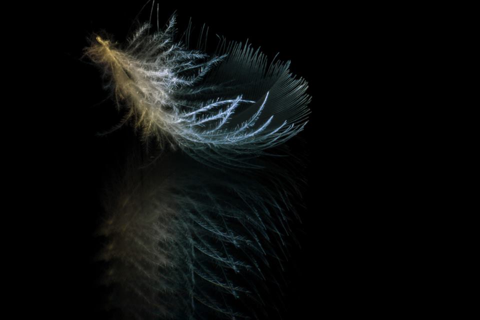 feather