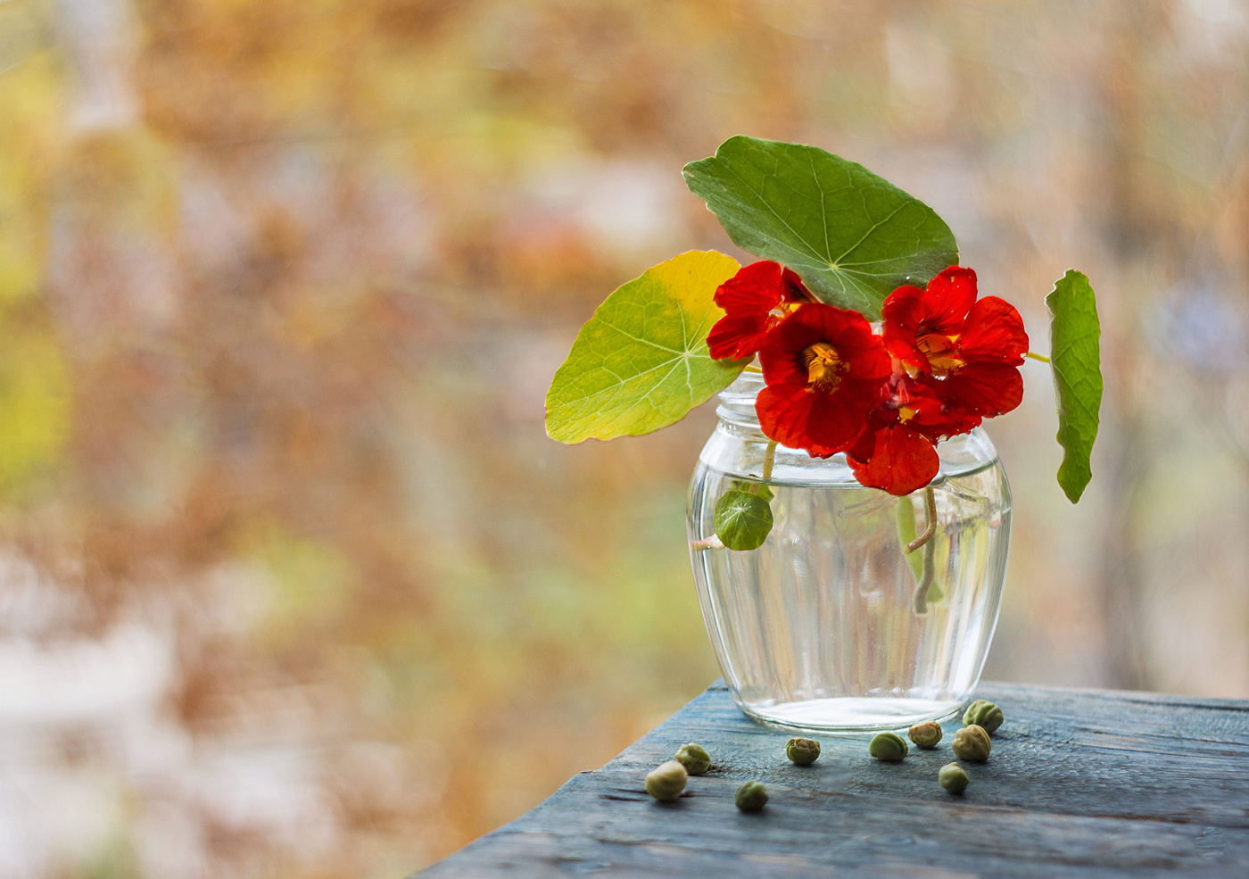 auf Herbst Hintergrund