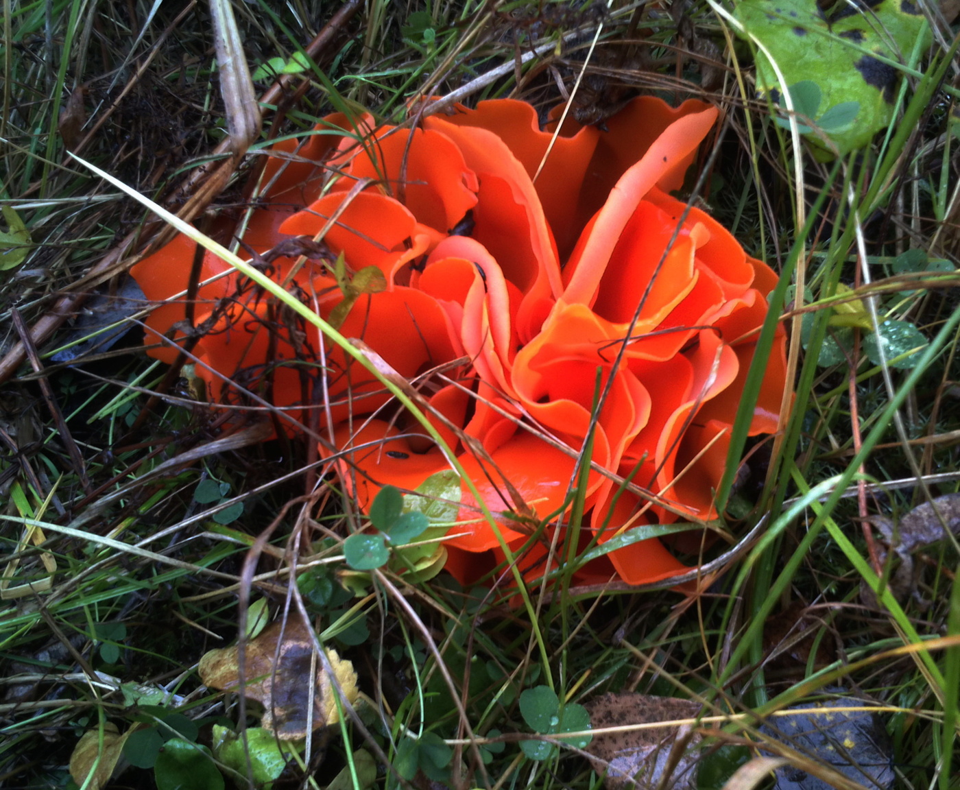 Geschenk des Himmels