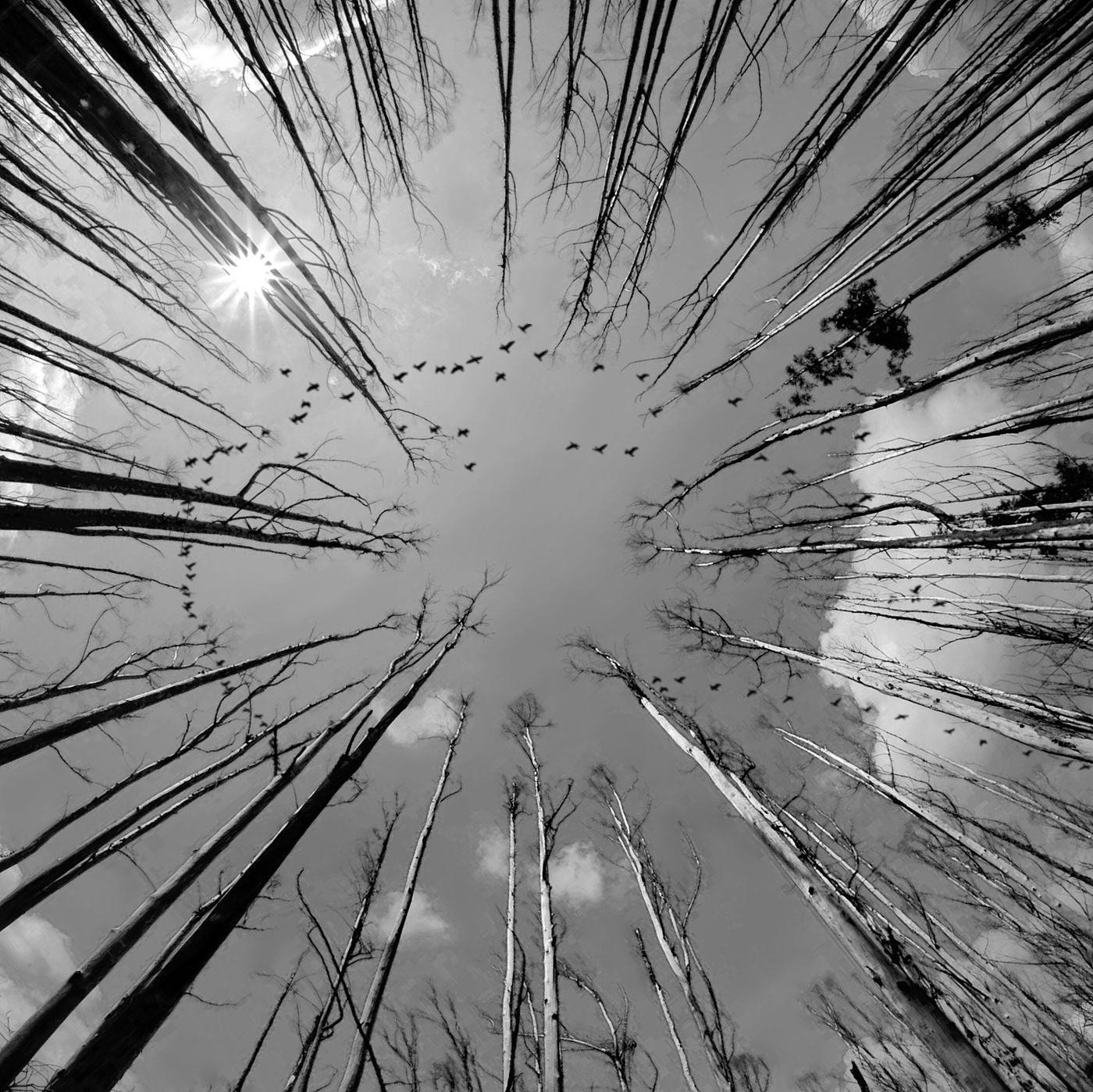 Wenn die Kraniche ziehen ...