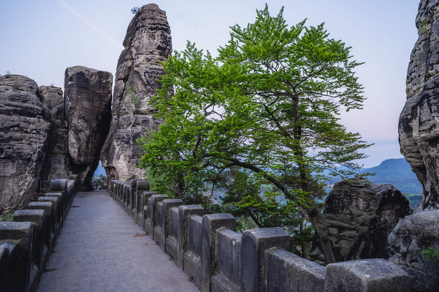 Baum auf Basteibrücke