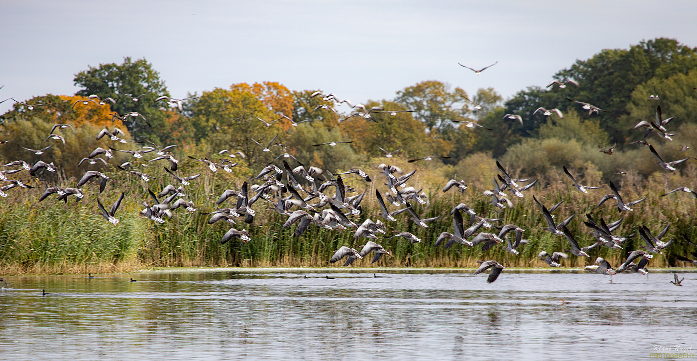 Greylag geese in the swarm