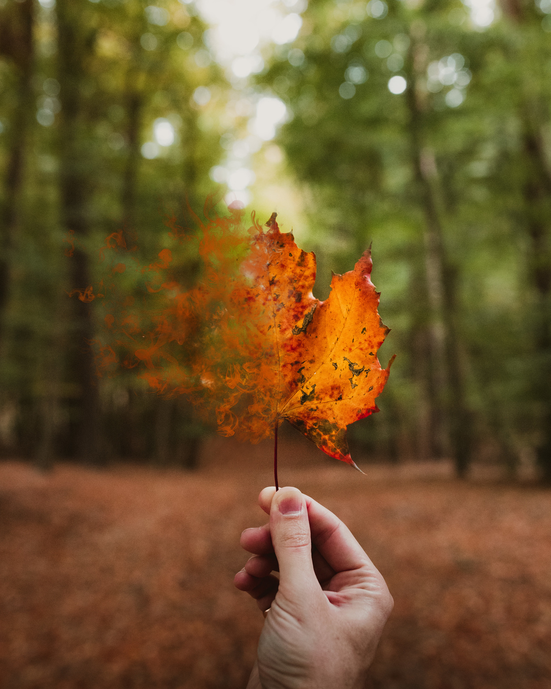 Vergänglicher Herbst