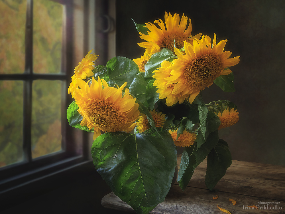 Sonnenblumen