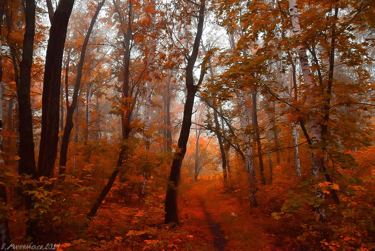 in den herbstlichen Wald