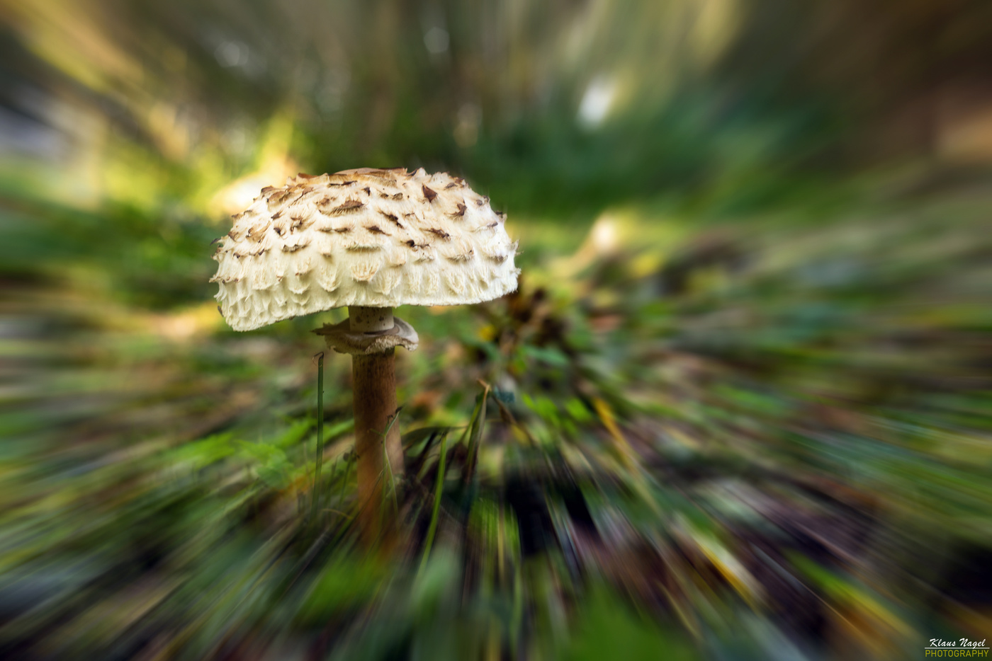 Mushroom in the forest