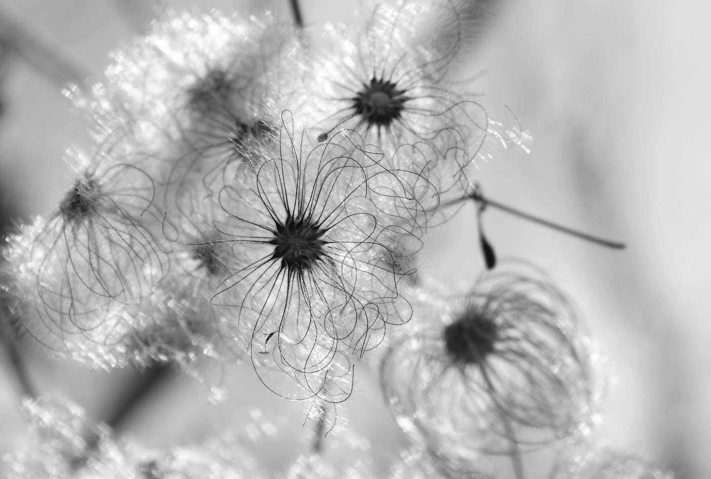 Schwarz-Weiß-Herbst