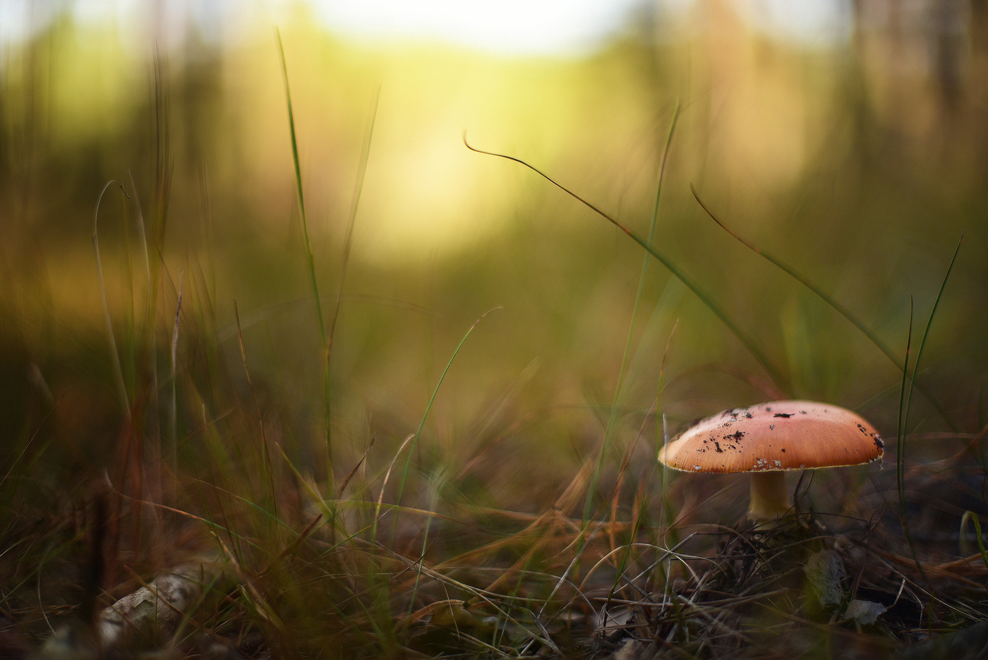 Fliegen-Blätterpilz