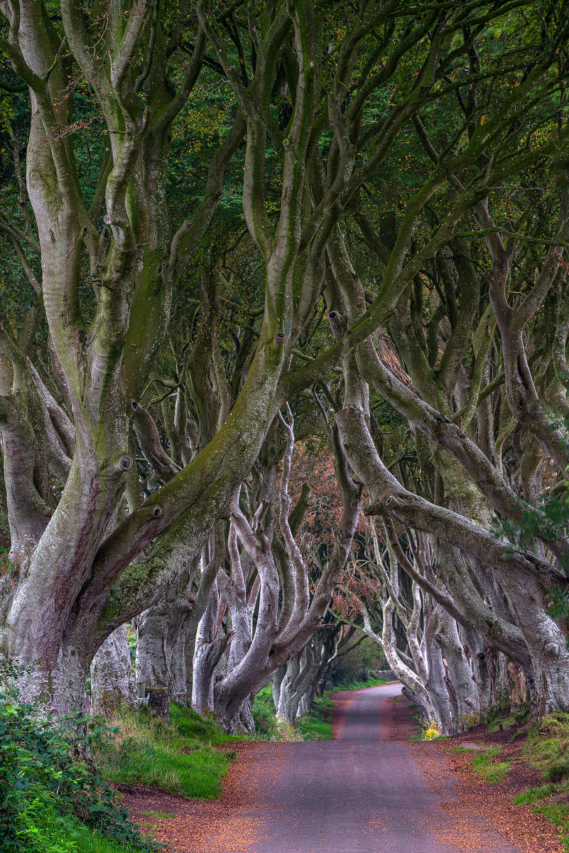 Dark Hedges