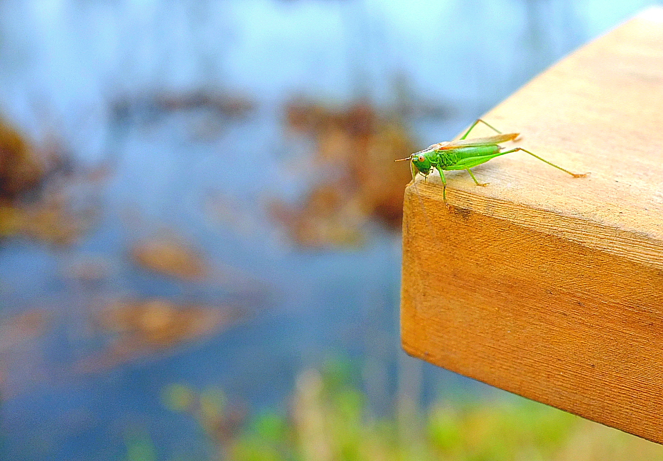 Abschied von der Indian Summer