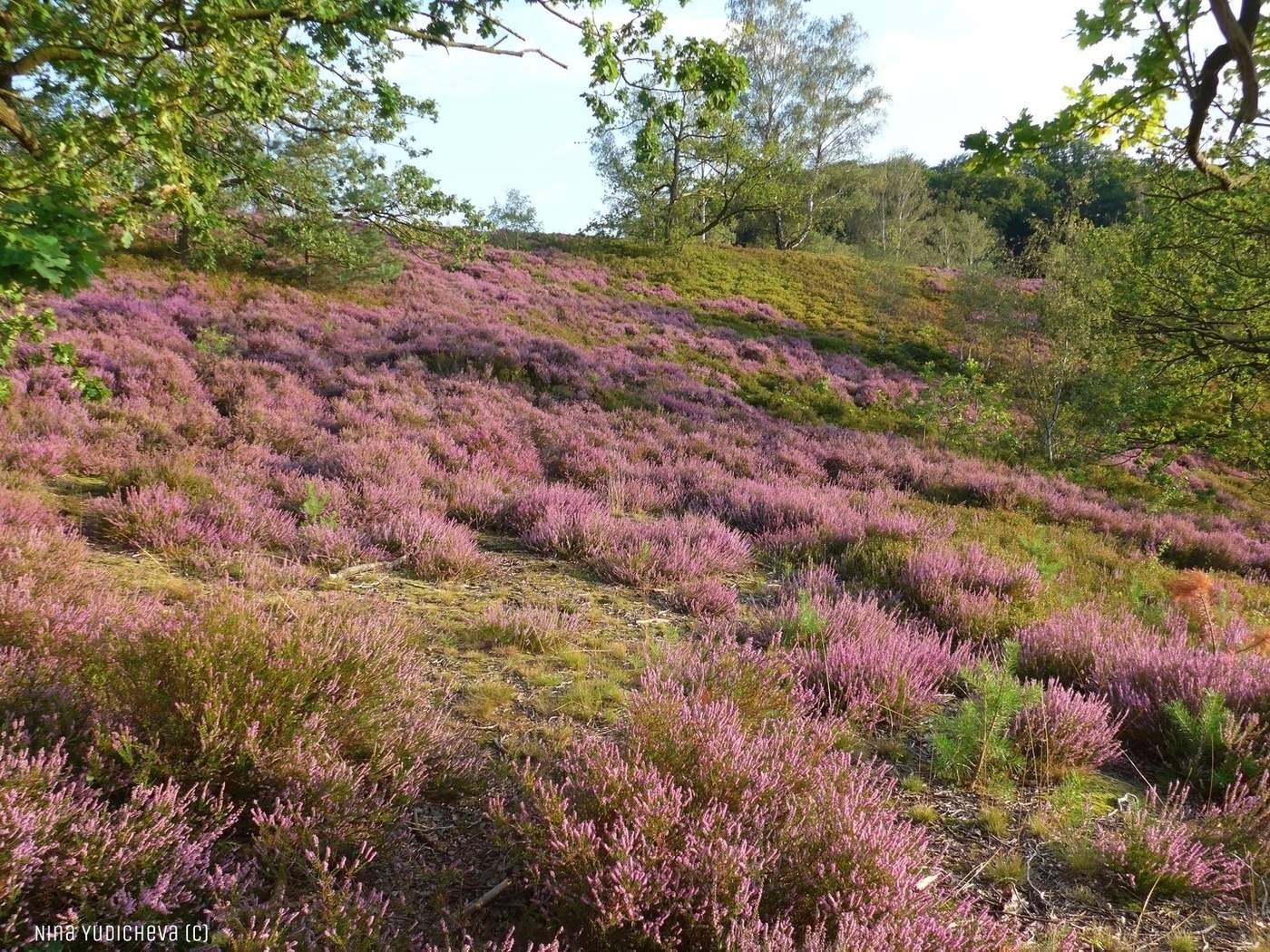 Fischbeker Heide Hamburg