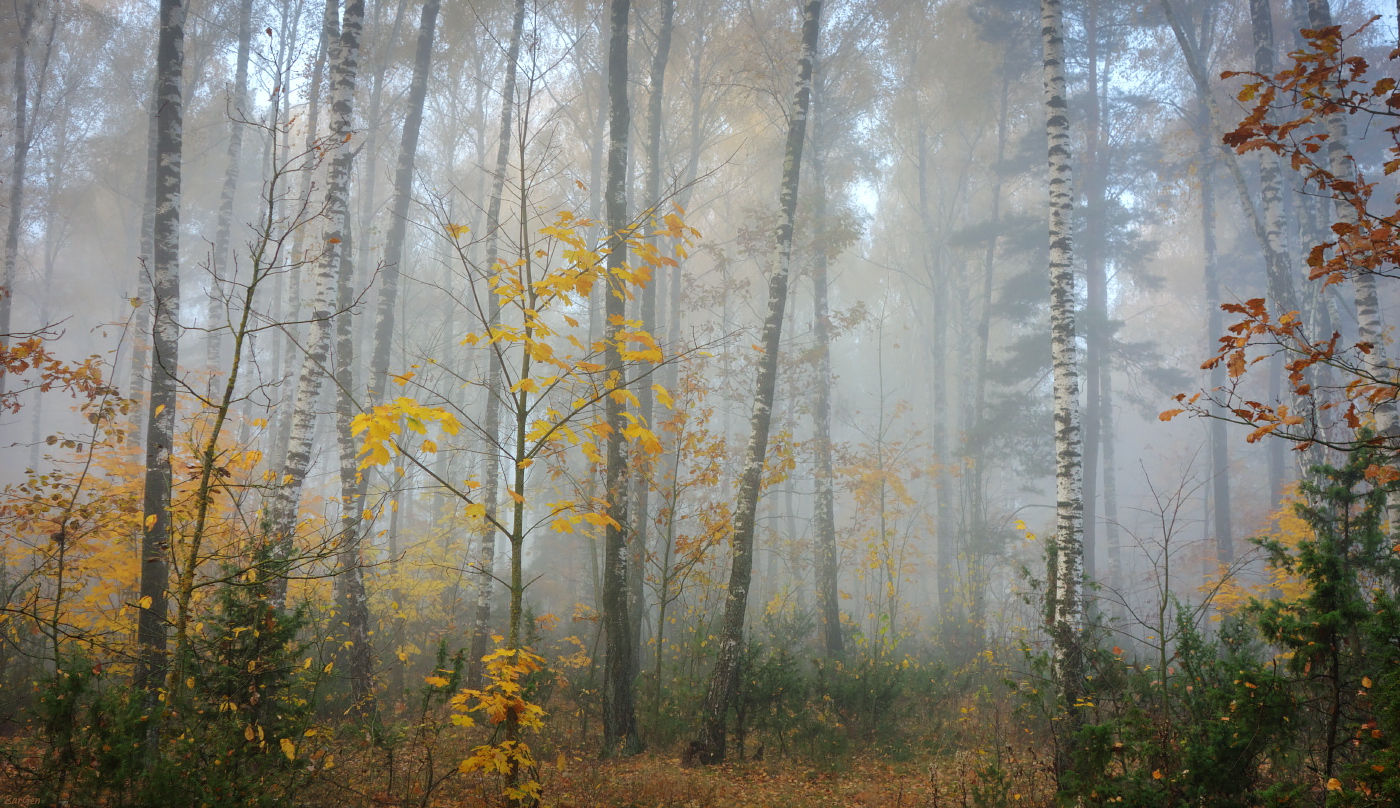 in den herbstlichen Wald