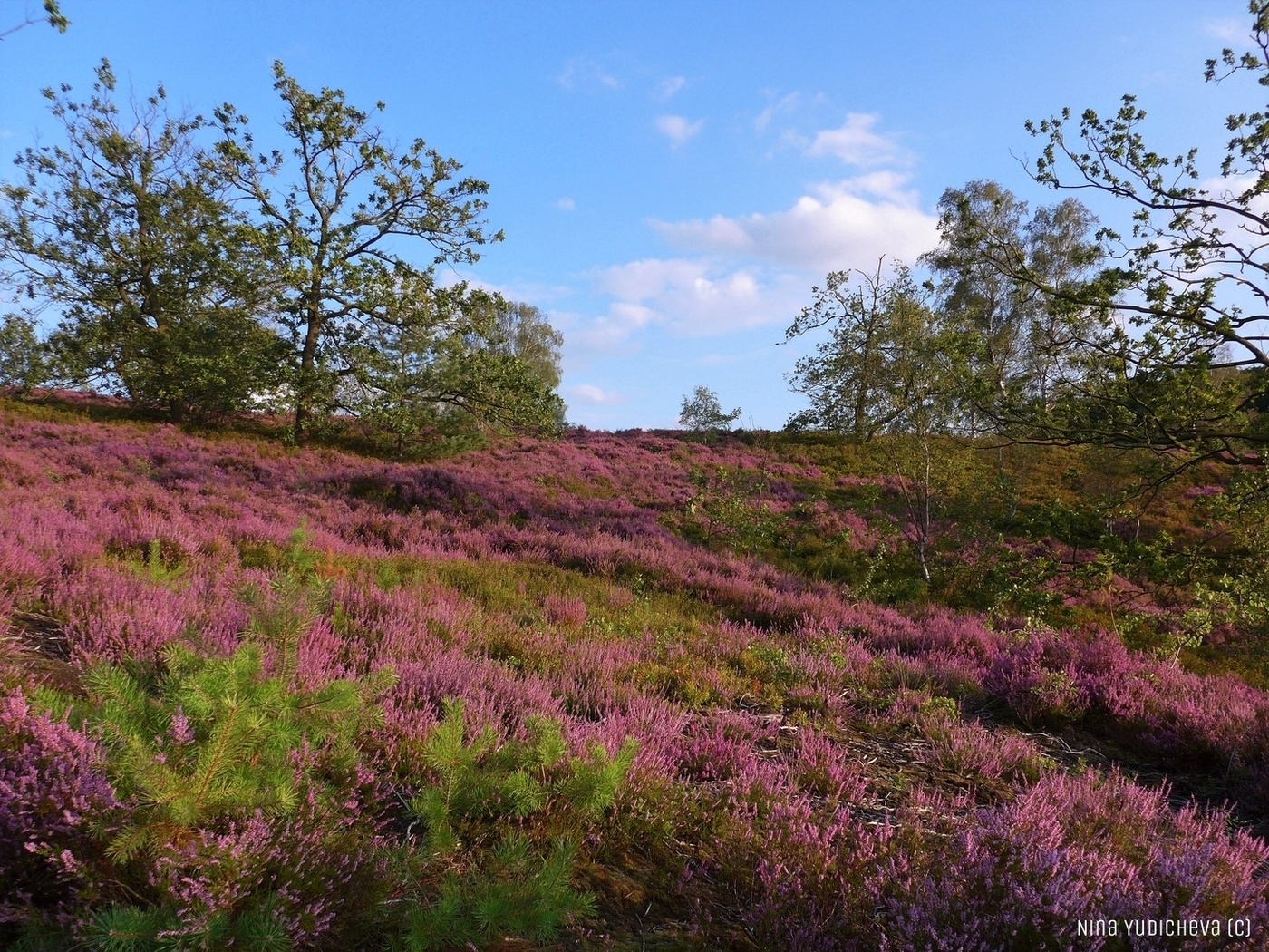 Fischbeker Heide Hamburg