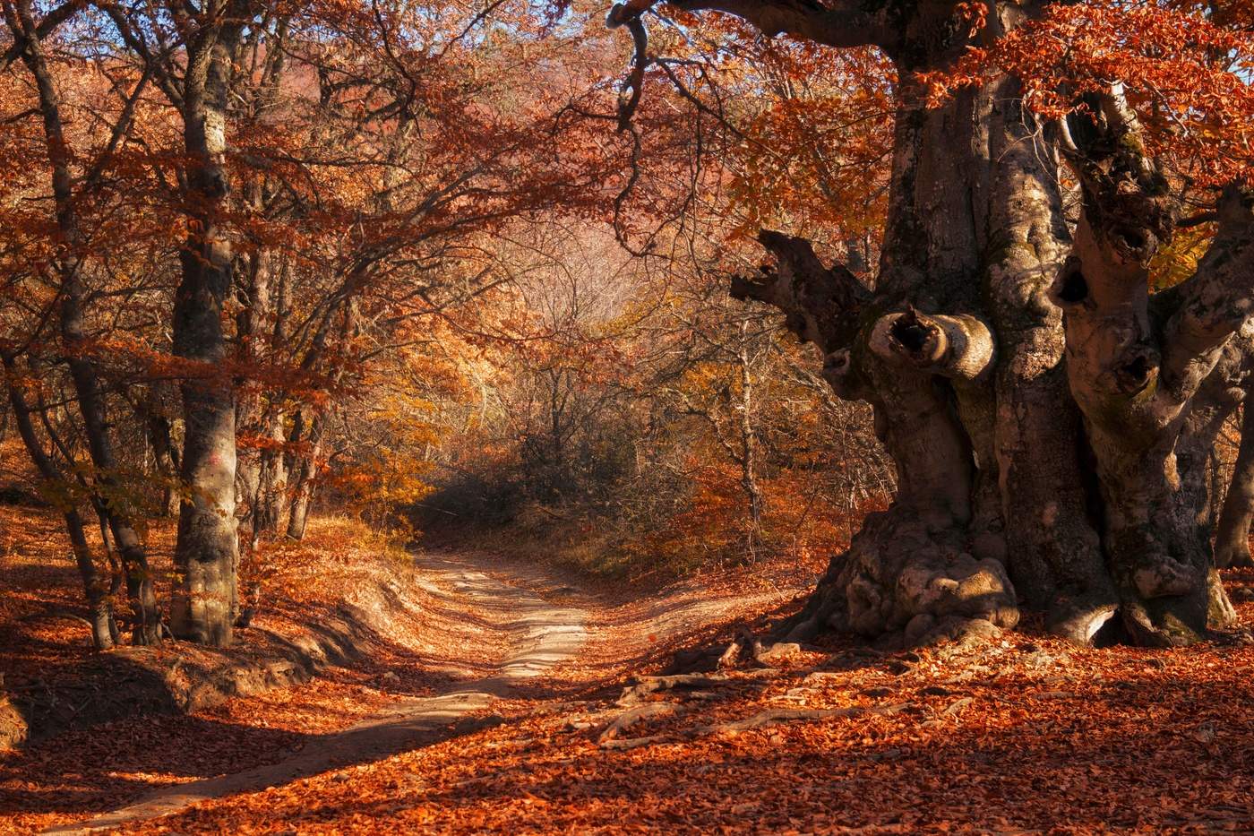 in den herbstlichen Wald